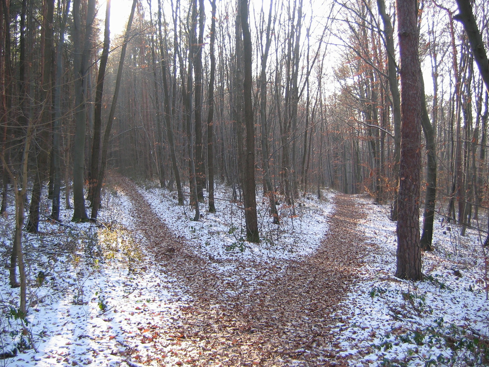forest-path-238887_1920.jpg